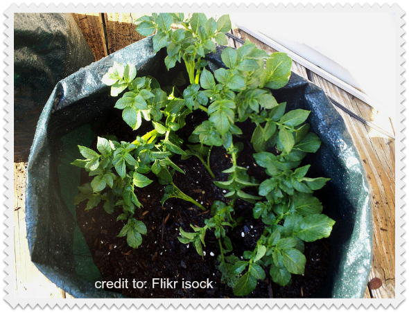 prepping with potatoes: growing potatoes in containers
