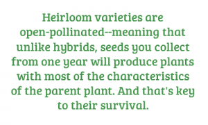 what is an heirloom seed