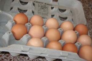 Fresh eggs from backyard chickens