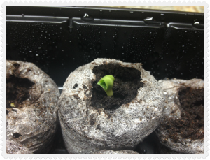 seedling