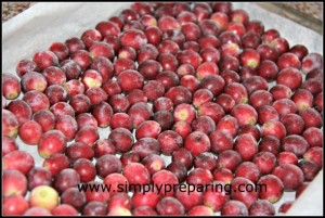 gleaned fruit