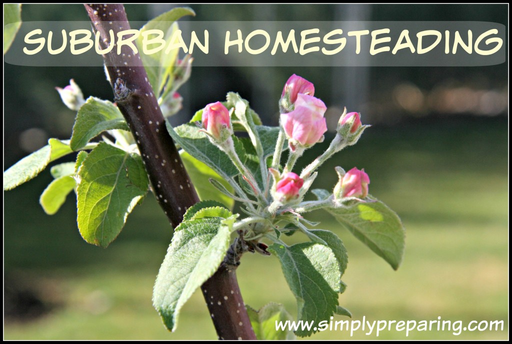 Suburban Homesteading