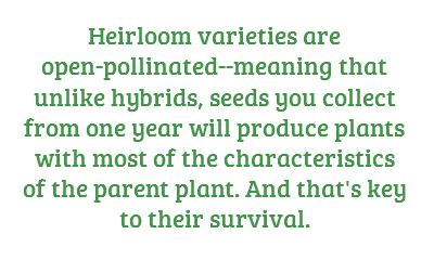what is an heirloom seed