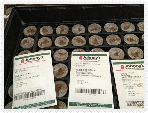 how to get seeds started indoors using jiffy peat pellet trays