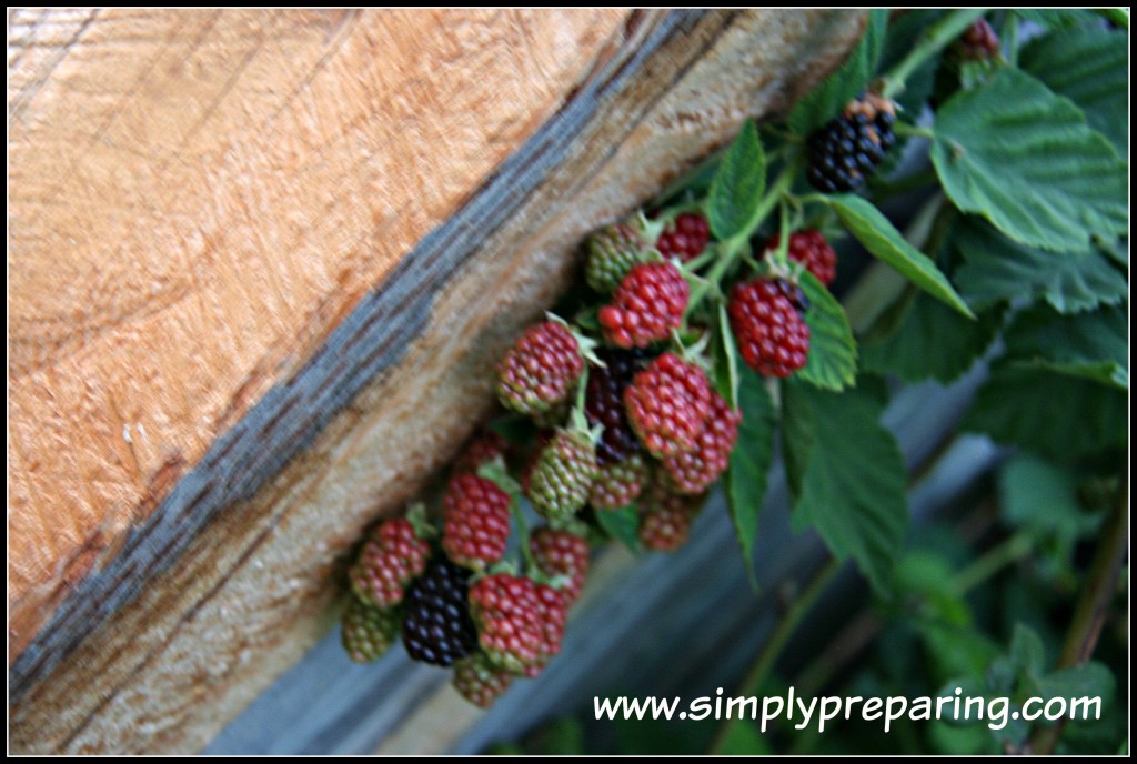 blackberries in beginning backyard gardens