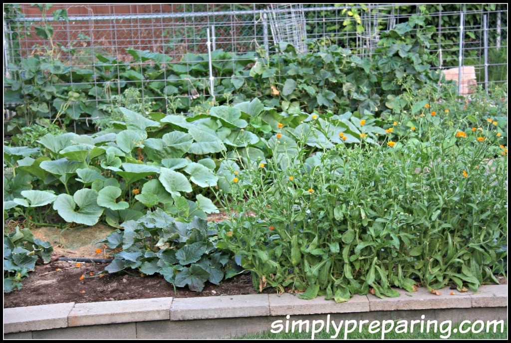Beginning Backyard Vegetable Gardens
