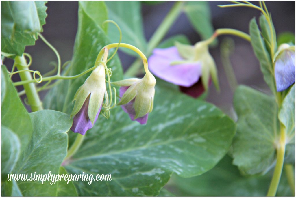 Beginning Backyard Vegetable Garden Peas